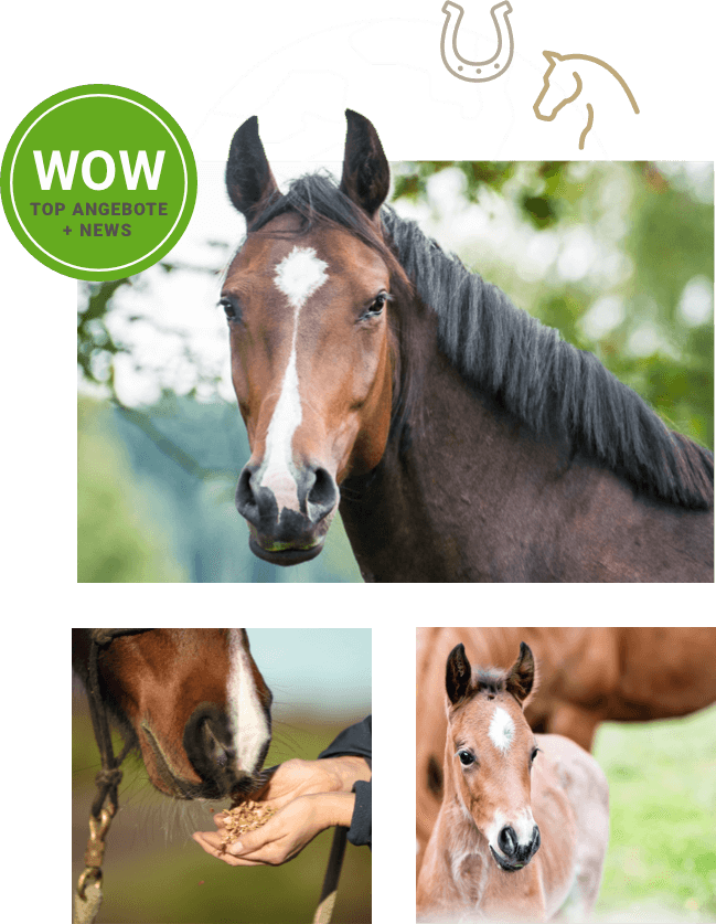 bild pferdewelt newsletter anmelden pferd reiten pferdefutter pferdepflege pferdezubehoer